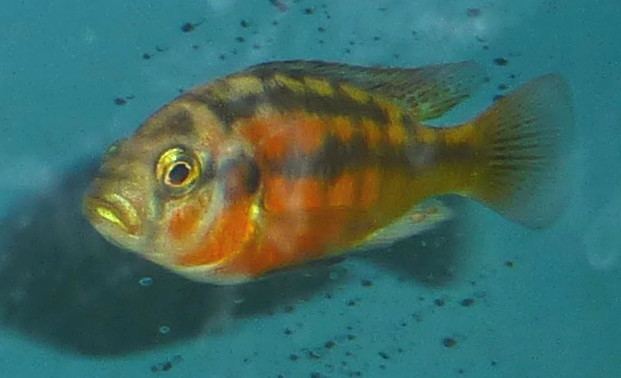 Haplochromis sauvagei httpsuploadwikimediaorgwikipediacommons99