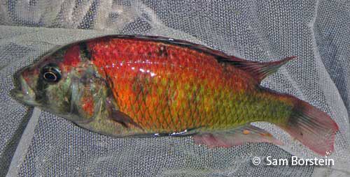 Haplochromis sp. 'Kyoga flameback' Xystichromis spquotkyoga flamebackquot