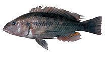 Haplochromis vonlinnei httpsuploadwikimediaorgwikipediacommonsthu