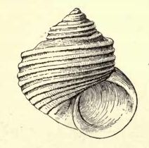 Haplocochlias bellus