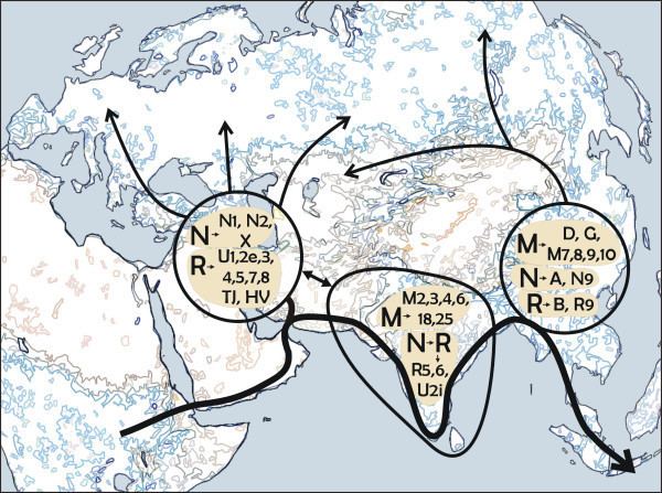 Haplogroup B (mtDNA)