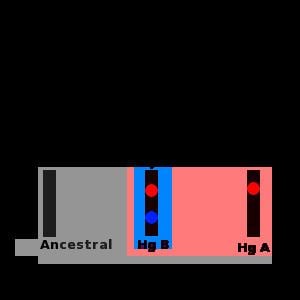 Haplogroup