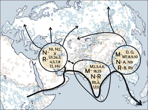 Haplogroup D (mtDNA)
