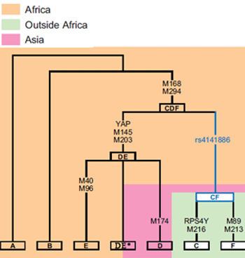 Haplogroup DE