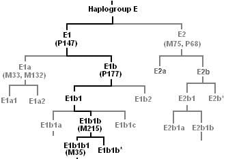 Haplogroup E-M215 (Y-DNA)