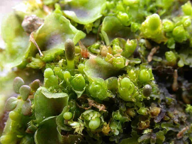 Haplomitrium Haplomitrium hookeri Liverwort Jungermannia hookeri