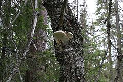 Haploporus (fungus) httpsuploadwikimediaorgwikipediacommonsthu