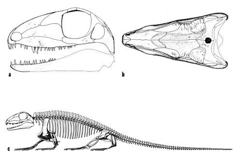 Haptodus Haptodus Palaeocritti a guide to prehistoric animals