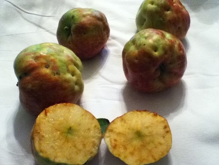 Haralson (apple) I have a dwarf Haralson apple tree which I have had for 5 years I