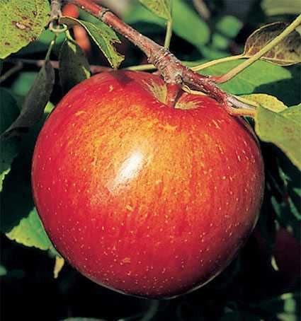 Haralson (apple) Haralson Semi Dwarf Apple Jung Garden and Flower Seed Company