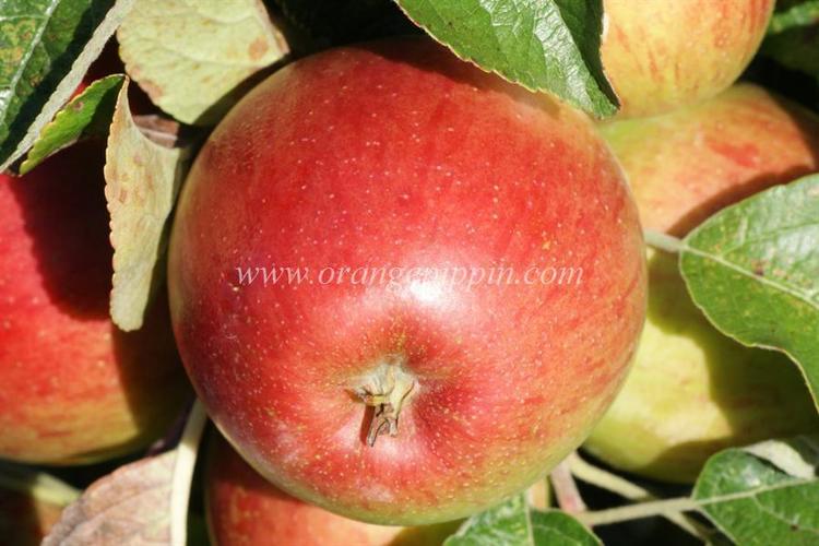 Haralson (apple) Apple Haralson tasting notes identification reviews