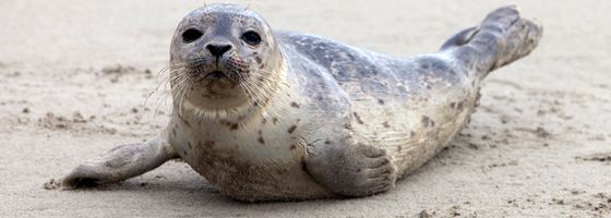 Harbor seal s3amazonawscomoceanscapeproductionmediaasset