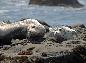 Harbor seal The Marine Mammal Center Pacific Harbor Seal