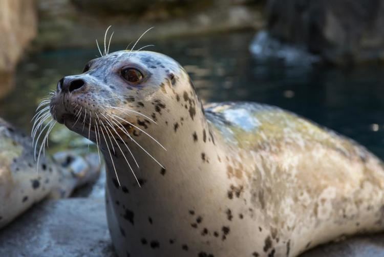 Harbor seal Harbor seal Oregon Zoo