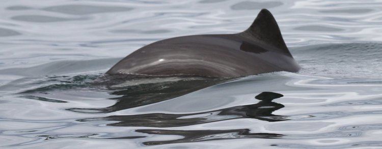 Harbour porpoise Harbour Porpoise Species Guide Whale and Dolphin Conservation