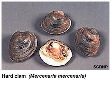 Hard clam Invertebrate Species