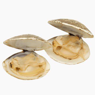 Hard clam Hard clam baked Whole Food Catalog
