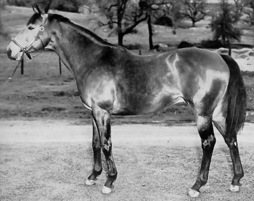 Hard Tack (horse) 1000 images about Seabiscuit on Pinterest Legends Trainers and