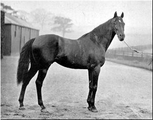 Hard Tack (horse) History Dashtafamehorses