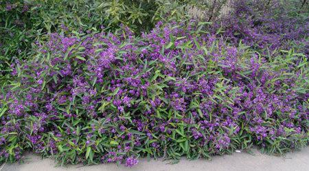 Hardenbergia violacea Hardenbergia violacea Purple coral pea 1m high LANDSCAPING
