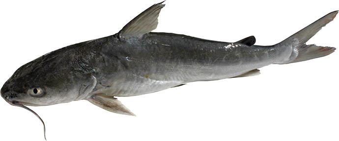 Hardhead catfish Hardhead Catfish Ariopsis felis Mississippi saltwater fish