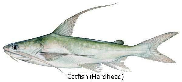 Hardhead catfish Catfish hardhead