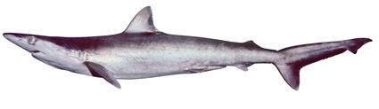 Hardnose shark Hardnose shark Wikiwand