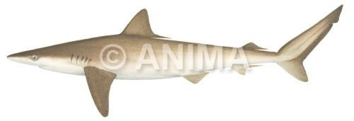 Hardnose shark Image Bank Anima Marine Life Image Bank