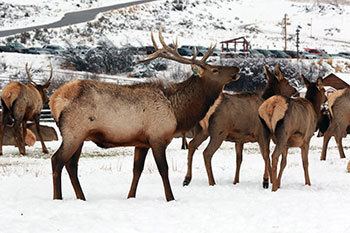 Hardware Ranch Hardware Ranch Elk Festival Dec 12