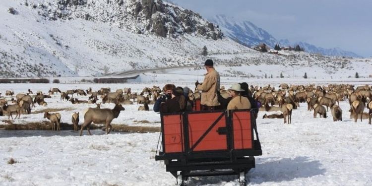 Hardware Ranch View and learn about elk in Utah39s Hardware Ranch Wilderness