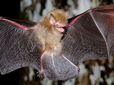 Hardwicke's woolly bat Woolly Bats Kerivoula sp