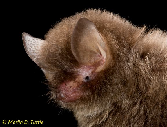 Hardwicke's woolly bat Woolly bat personalities Merlin Tuttle39s Bat Conservation