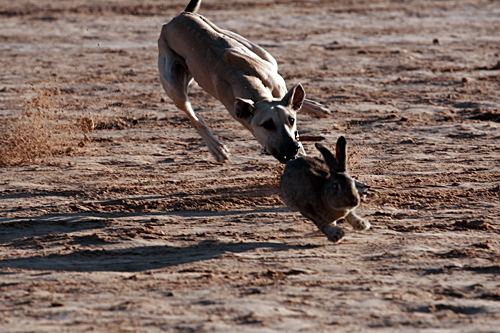 Hare coursing