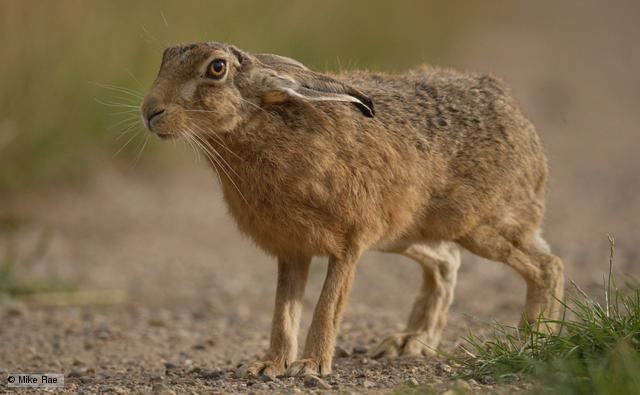 Hare BBC Nature Hare videos news and facts