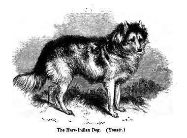 Hare Indian Dog Follow the Piper Hare Indian Dogs