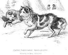 Hare Indian Dog httpsuploadwikimediaorgwikipediacommonsthu