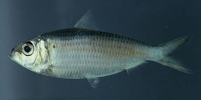 Harengula Fish Identification