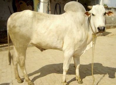 Hariana cattle httpswwwpetmapzcomwpcontentuploads201505