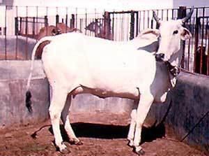 Hariana cattle Breeds of Livestock Hariana Cattle Breeds of Livestock