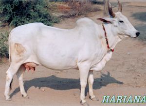 Hariana cattle Livestock Cattle BreedAnimal Husbandry Home