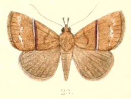 Harita (moth)
