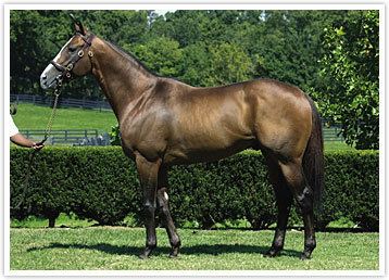 Harlan's Holiday Sire Harlan39s Holiday Euthanized in Argentina at Age 14 Horse