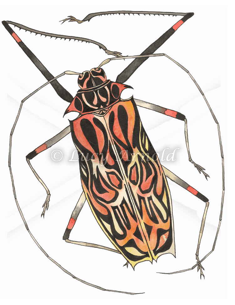 Harlequin beetle Harlequin Beetle Fine Art of Lucy Arnold