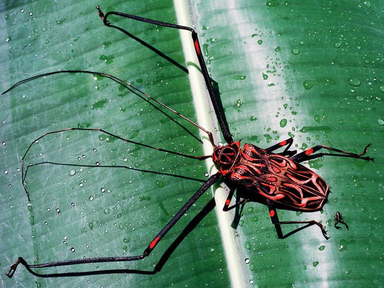 Harlequin beetle Absurd Creature of the Week The Strange Saga of the Harlequin