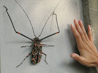 Harlequin beetle Friday Flyers Archives at D amp M Perlman Fine Jewelry amp Gifts