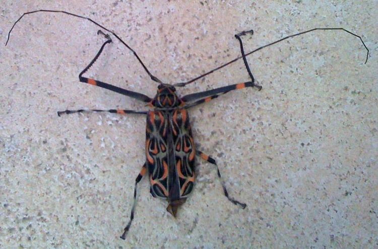 Harlequin beetle Harlequin Beetle from Brazil What39s That Bug