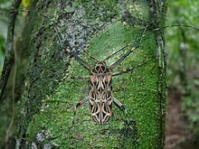 Harlequin beetle httpsuploadwikimediaorgwikipediacommonsthu