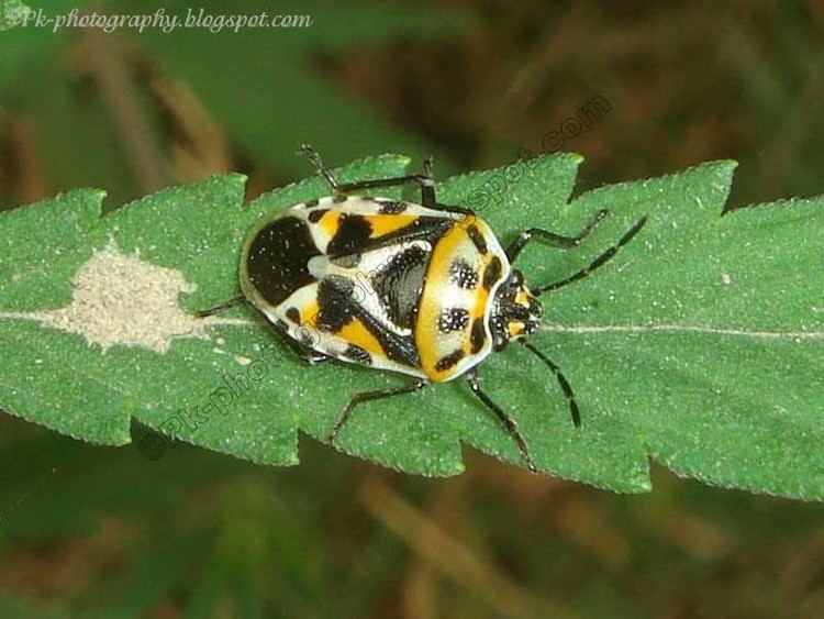 Harlequin cabbage bug Harlequin Cabbage Bug Nature Cultural and Travel Photography Blog