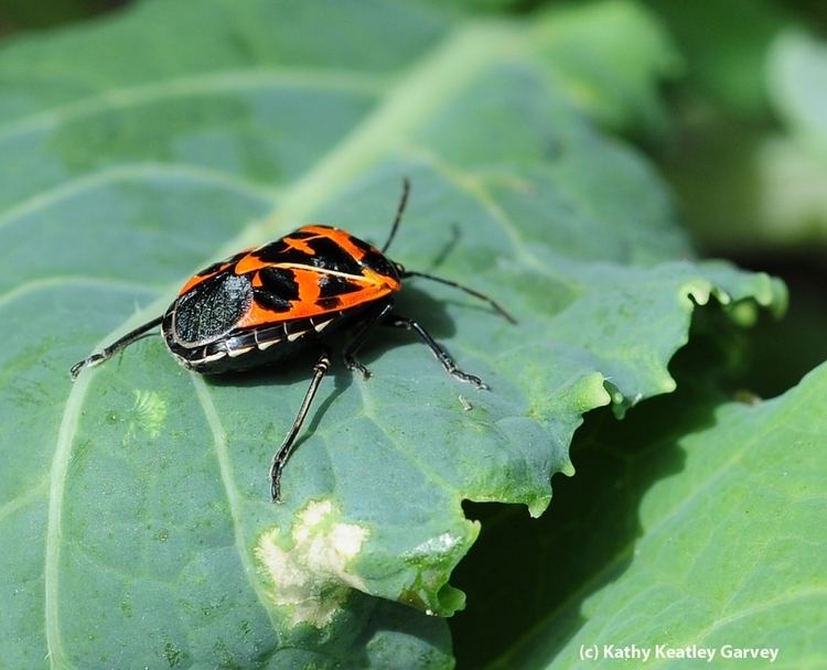 Harlequin cabbage bug A Bug That39s Perfect for Halloween Bug Squad ANR Blogs