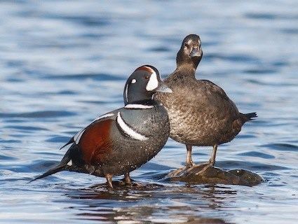 Harlequin Duck Alchetron The Free Social Encyclopedia